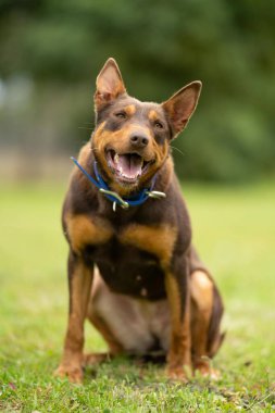 Zealand 'da bir çiftlikte çalışan kelpie köpeği.