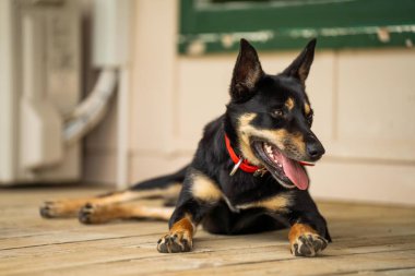 Bir çiftlikte çimlerin üzerinde oturan kahverengi bir kelpie köpeğinin portresi