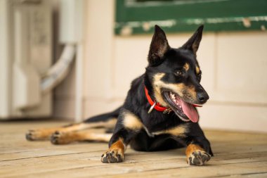 Baharda Avustralya 'da bir çiftlikte çimlerde oturan kelpie köpeği üzerinde çalışmak.