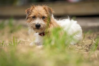 Jack Russell Çimen tarlasında bir çiftlikte köpek portresi