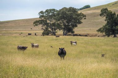 Yazın bir çiftlikte sığır sürüsü. Kuru, sıcak bir günde uzun otların arasında.