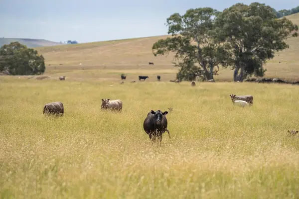 stock image herd of cows on a farm in summer on a dry hot day in long grass