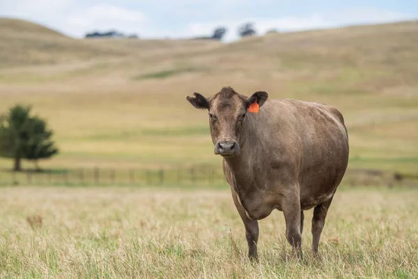 Stock image cow portrait in a field on a farm