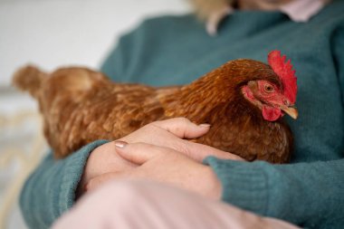 Yenilenebilir tarım çiftliğinde çim yetiştirilmiş kümes hayvanları. Tavuklar ve tavuklar