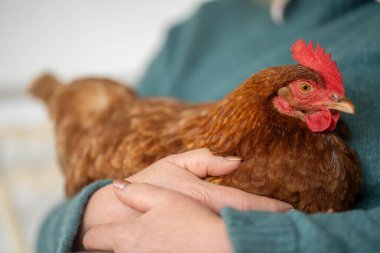 Yenilenebilir tarım çiftliğinde çim yetiştirilmiş kümes hayvanları. Tavuklar ve tavuklar