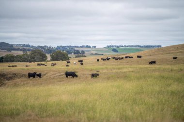 Avustralya 'da sığır sürüsü