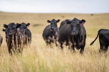 Çiftlikteki bir tarlada inek portresi