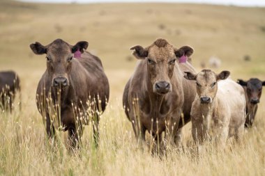 Avustralya 'da sığır sürüsü