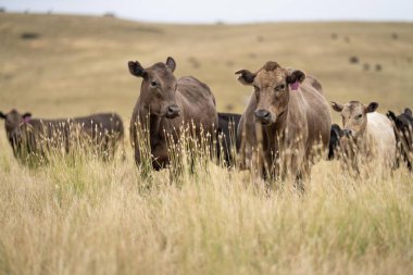 Avustralya 'da sığır sürüsü