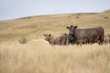 Tarımsal bir çiftlikteki uzun ve kuru bir çim tarlasında sürdürülebilir inek sürüsü. 