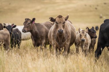 Bir tarladaki inekler, Avustralya 'daki bir tarlada otlayan damızlık sığır, inek ve sığırlar. Türleri arasında benek parkı, Murray Grey, angus, brangus ve wagyu, gün batımında Bali 'de ayak ve ağız 