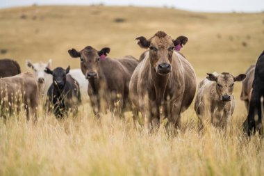 Çiftlikte sığır eti. Sığır sürüsü