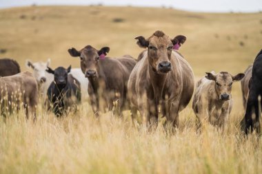Bir tarladaki inekler, Avustralya 'daki bir tarlada otlayan damızlık sığır, inek ve sığırlar. Türleri arasında benek parkı, Murray Grey, angus, brangus ve wagyu, gün batımında Bali 'de ayak ve ağız 