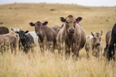 Avustralya 'da sığır sürüsü