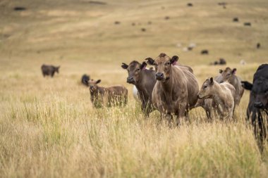 Tarımsal bir çiftlikteki uzun ve kuru bir çim tarlasında sürdürülebilir inek sürüsü. 