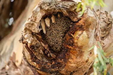 Avustralya 'da bir çiftlikteki kırmızı sakız ağacında arı kovanı. yerel arı kovanı