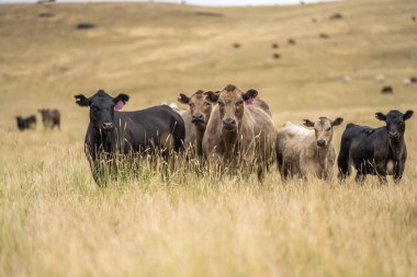 Çiftlikte sığır eti. Sığır sürüsü