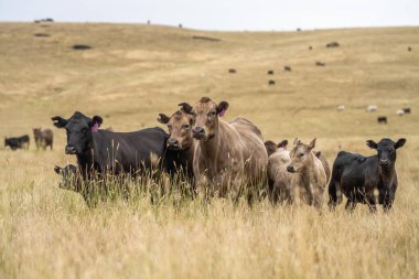 Avustralya 'da sığır sürüsü
