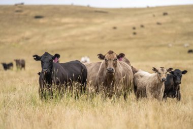 Çiftlikteki bir tarlada inek portresi
