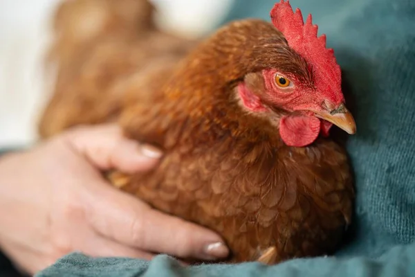 Pasture raised poultry on a regenerative agriculture farm. With hens and chooks