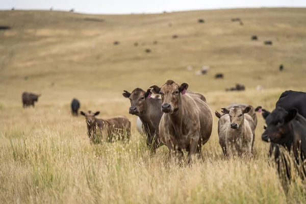 Bir tarladaki inekler, Avustralya 'daki bir tarlada otlayan damızlık sığır, inek ve sığırlar. Türleri arasında benek parkı, Murray Grey, angus, brangus ve wagyu, gün batımında Bali 'de ayak ve ağız 