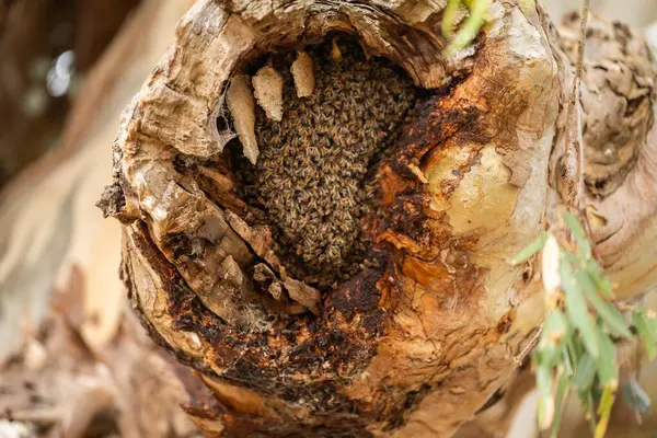bee hive in a red gum tree hollow on a farm in australia. native bee hive