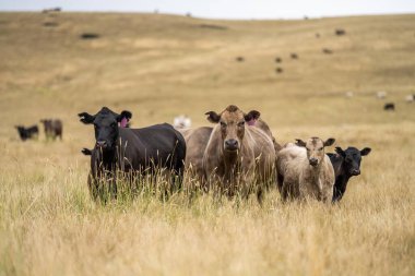 Tarımsal bir çiftlikteki uzun ve kuru bir çim tarlasında sürdürülebilir inek sürüsü. 