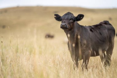 Bir tarladaki inekler, Avustralya 'daki bir tarlada otlayan damızlık sığır, inek ve sığırlar. Türleri arasında benek parkı, Murray Grey, angus, brangus ve wagyu, gün batımında Bali 'de ayak ve ağız 