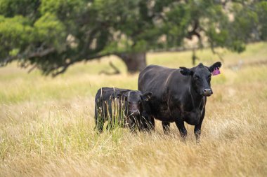 livestock on a regenerative agriculture farm practicing sustainable agricultural practices clipart