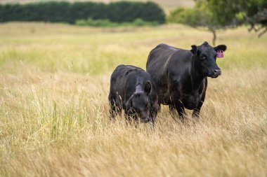 Alacakaranlıkta bir tarlada otlayan inekler.