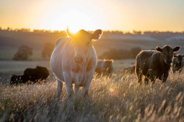 Yenilenebilir tarım çiftliğinde sürdürülebilir tarım uygulamaları uygulayan çiftlik hayvanları