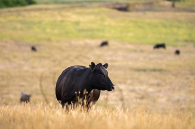 Alacakaranlıkta bir tarlada otlayan inekler.