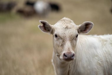 Avustralya 'da kurak bir yaz otlağındaki bir tarlada gün batımında inekler.