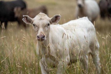 Avustralya 'da bir çiftlikte inekler. 