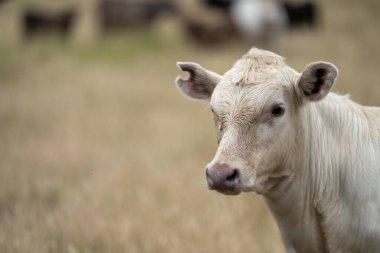 Alacakaranlıkta bir tarlada otlayan inekler.