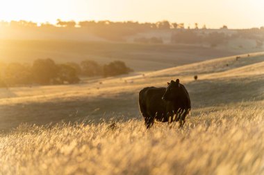 Angus ve Murray Grey İnekleri çiftlikteki kuru yaz çimlerinde otluyorlar. 