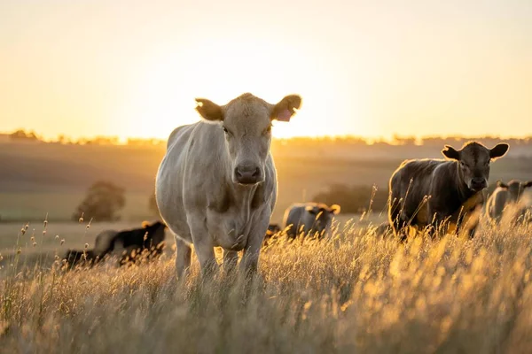 stock image cows at dusk grazing in a field on a farm