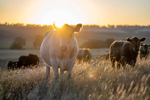 Αγελάδες Στην Ύπαιθρο Μια Φάρμα Στην Αυστραλία Εικόνα Αρχείου