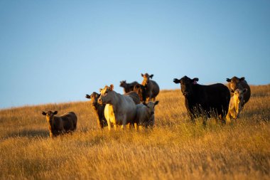 İlkbaharda Avustralya tarım arazisi Angus ve gri sığır yetiştiren Murray inekleri
