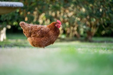 Tavuklar, tavuklar ve tavuklar, otlayan ve yiyen otlar, serbest bir alanda, organik bir çiftlikte, Avustralya 'da bir çiftlikte, bir çiftlik ve çiftlikte..