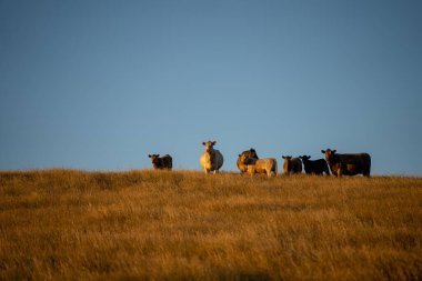 Angus, wagyu ve Murray sığır boğaları ve inekler, Avustralya 'da bir tepede otlanıyorlar..