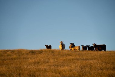 Avustralya 'da sığır çiftliği arazisi, yuvarlanan tepeler ve tarlalarda inekler. Güzel yeşil çimenler, şişman inekler ve otlayan boğalar..