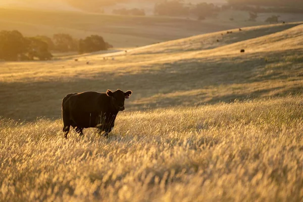 Cattle ranch farming landscape, with rolling hills and cows in fields, in Australia. Beautiful green grass and fat cows and bulls grazing on pasture.