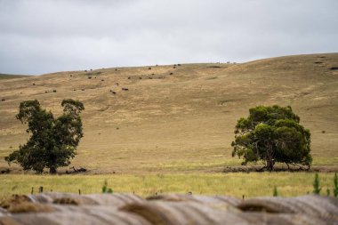 Avustralya 'daki bir çiftlikte sürdürülebilir tarımsal balyalar ve saman balyaları. 