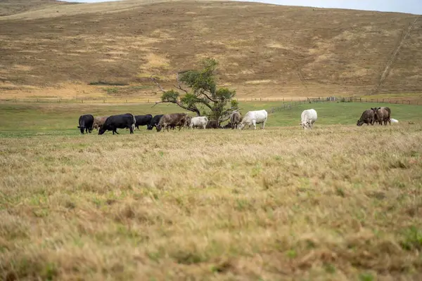 future livestock farming, sustainable agriculture practices on a cow farm in australia