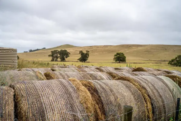 sustainable agriculture Baling hay and silage rolls and bales on a farm, in australia