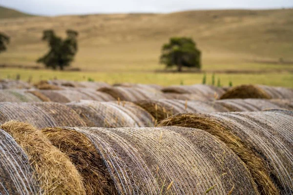 sustainable agriculture Baling hay and silage rolls and bales on a farm, in australia
