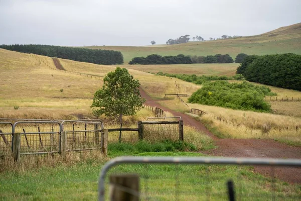 shut farm gate on a fence line on a livestock farm in australia in summer
