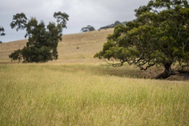 Avustralya 'nın dışında sürdürülebilir bir tarım çiftliğinde nehir kıyısında yetişen antik kırmızı sakız okaliptüs ağacı.