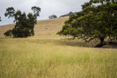 Avustralya 'nın dışında sürdürülebilir bir tarım çiftliğinde nehir kıyısında yetişen antik kırmızı sakız okaliptüs ağacı.